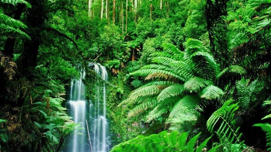 Rainforest Rainforest