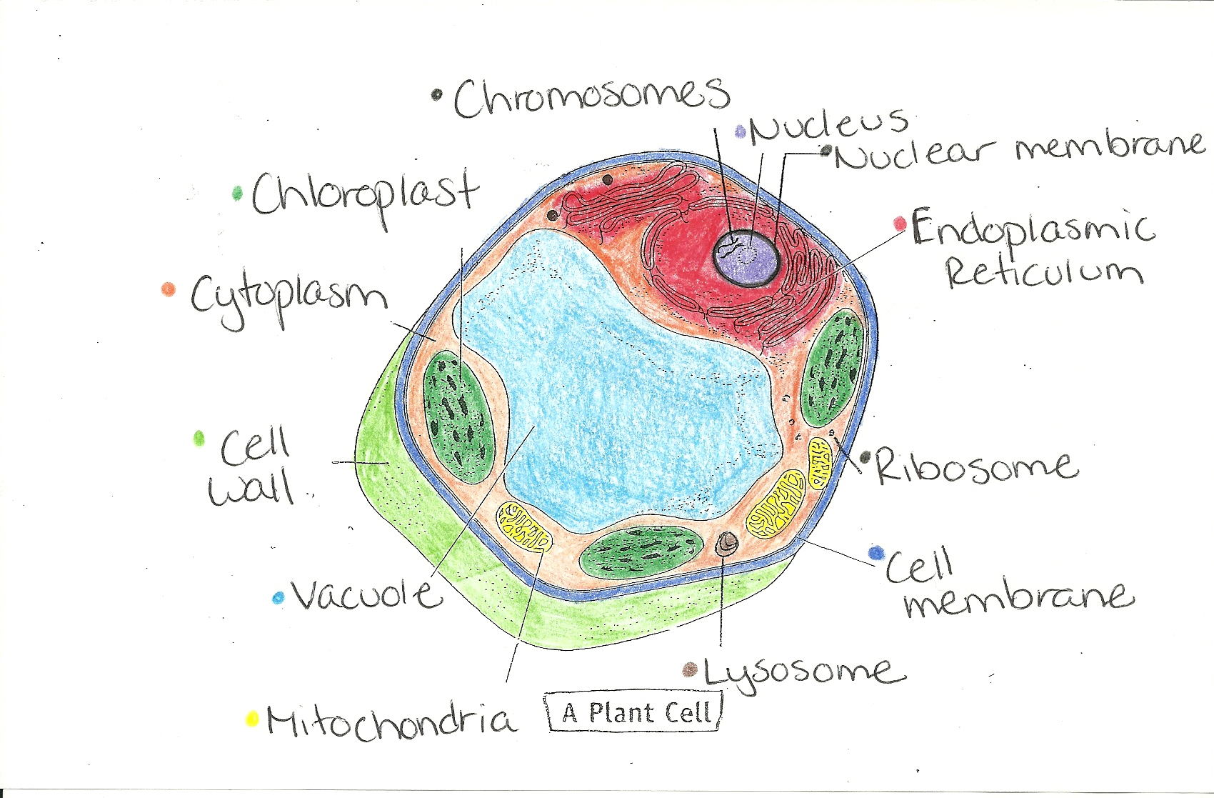 Cell organelles and their functions worksheet pdf Cell organelles and their functions worksheet pdf picture
